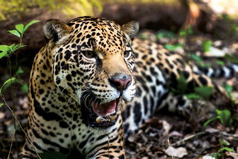 jaguar de mexico jilotzingo